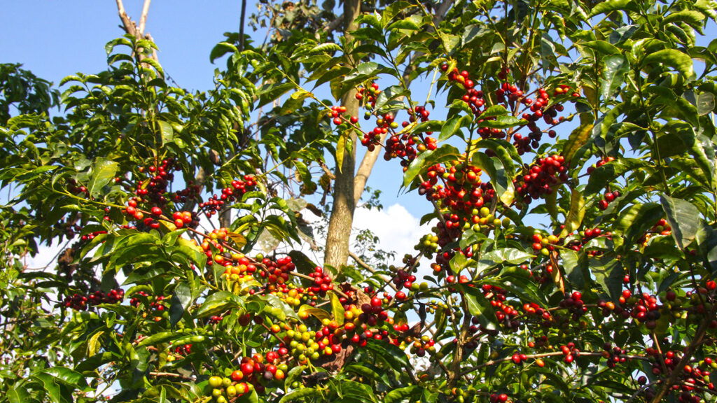 Coffee Tourism in Ethiopia
