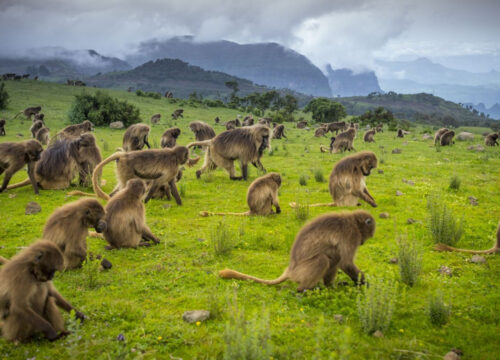 Simien Trekking – Ethiopia from a Bird's Eye View – 6 Days