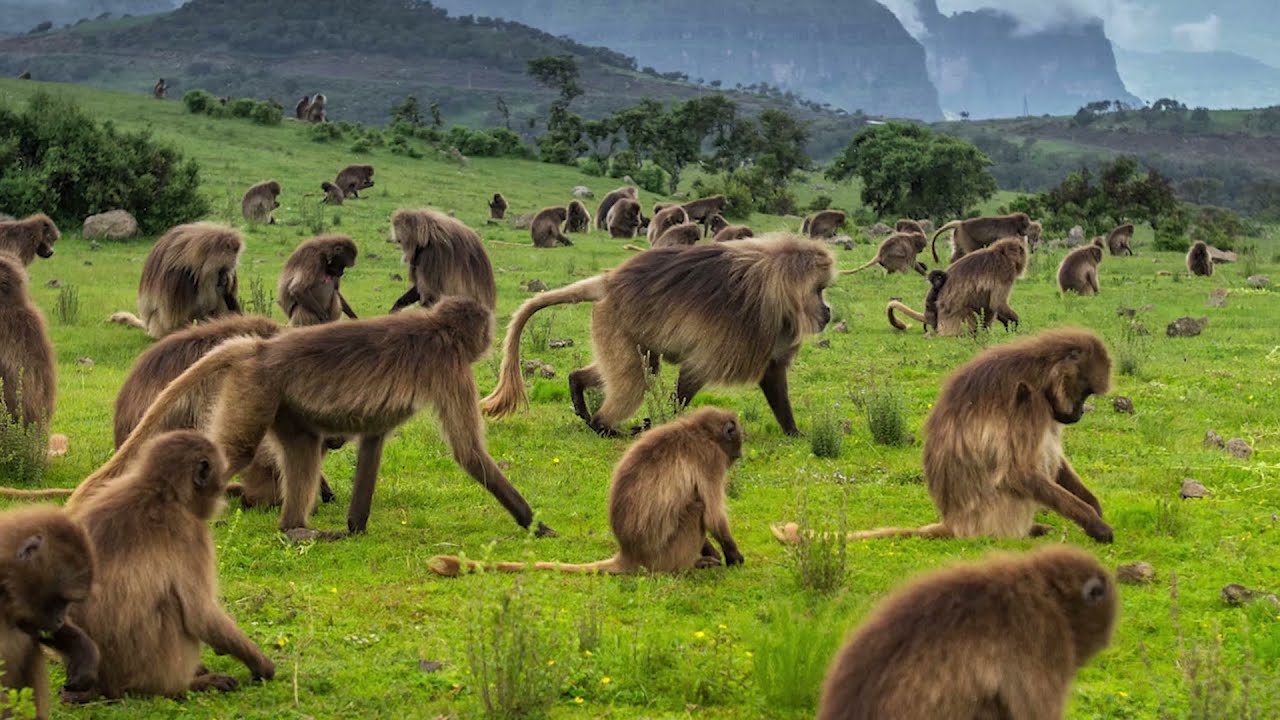 Simien Mountains