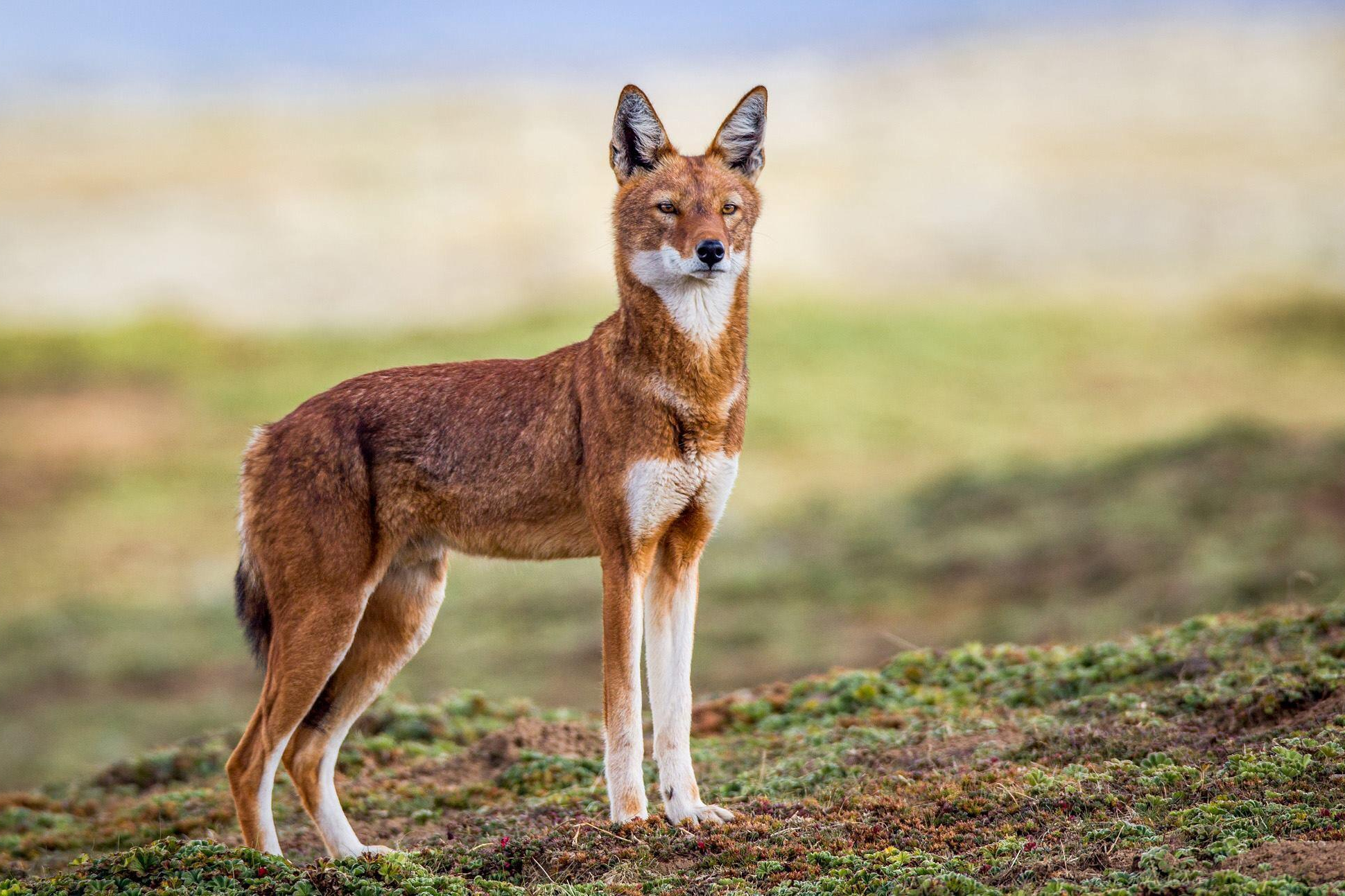 Bale National Park Tour and Omo Valley - 8 Days